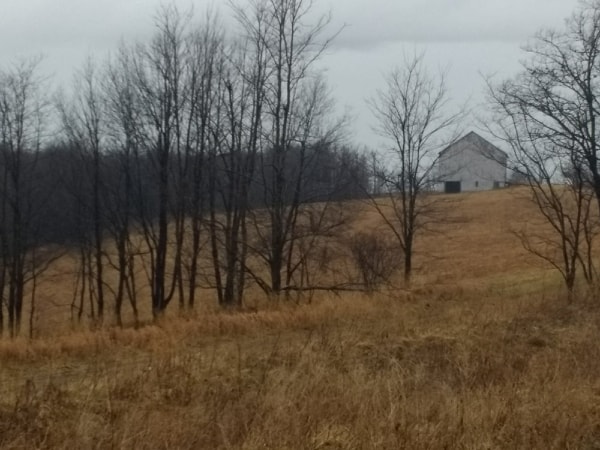 Midwinter Barn on a barren field with leafless trees