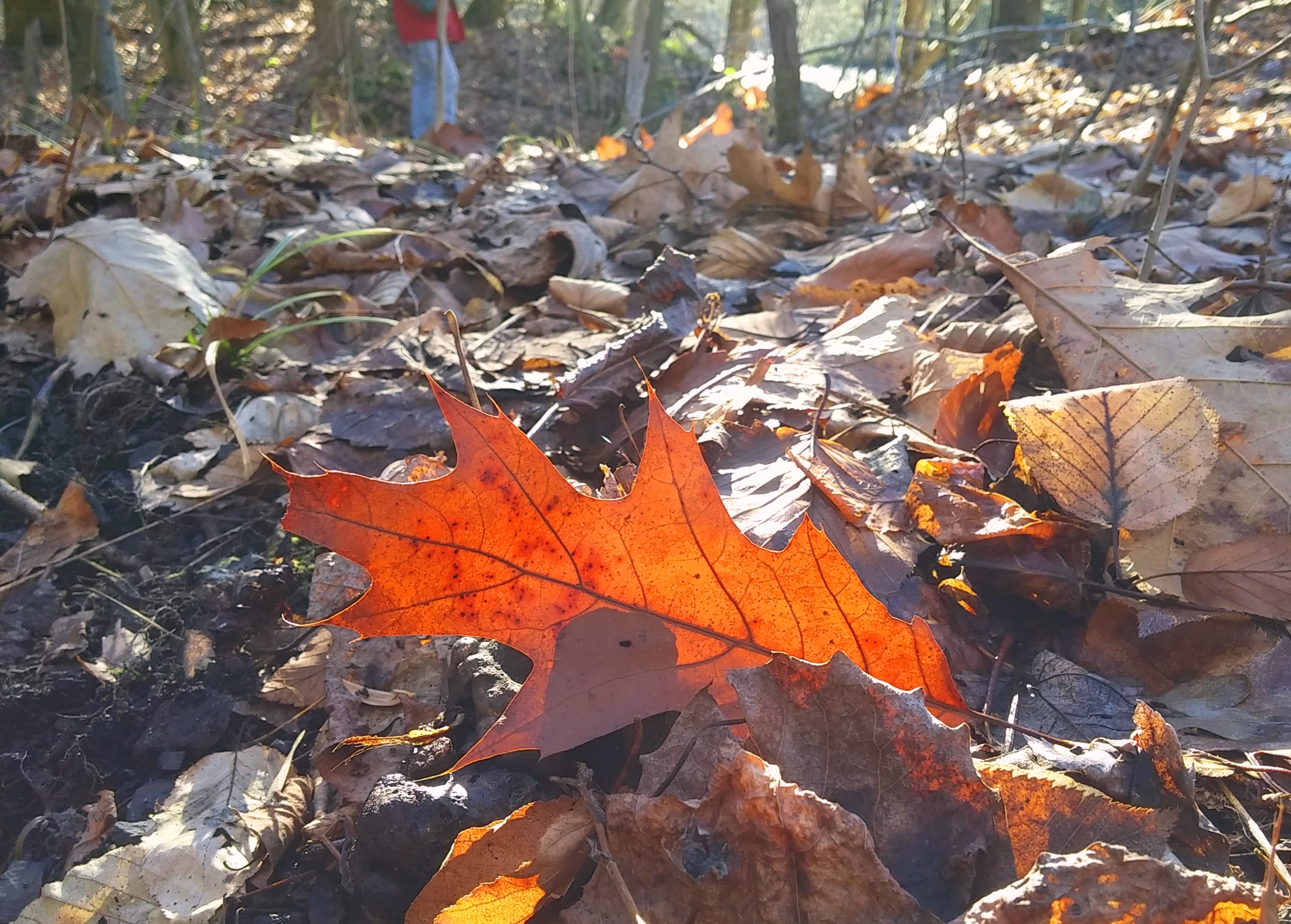 Autumn leaf with sunlight