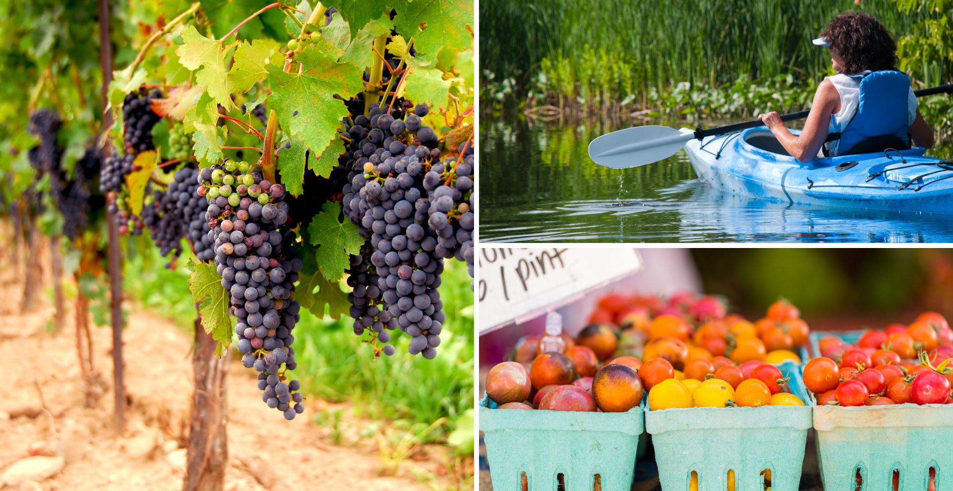 Collage of grapes on the vine, a woman kayaking, and produce at a farmers market