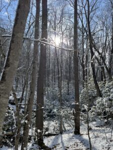 sun shining through snow covered trees