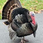 turkey standing on pavement