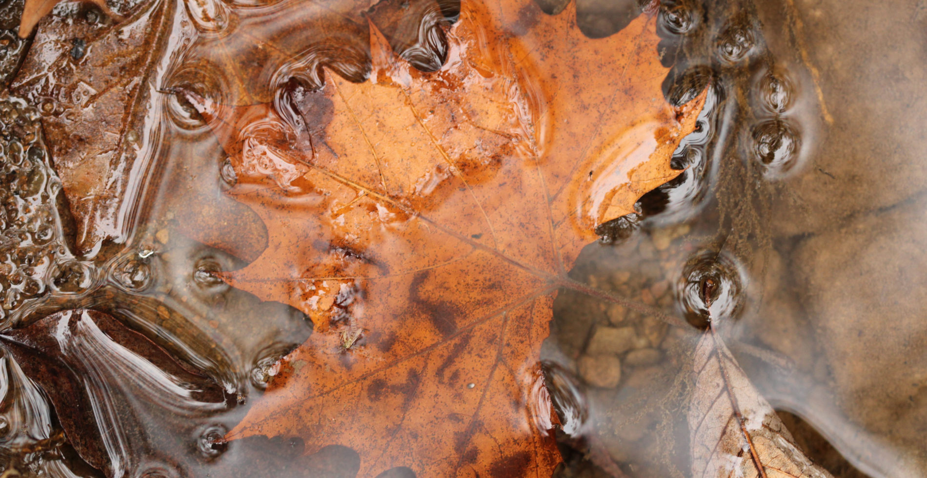 Orange colored autumn leaf in a cold spring