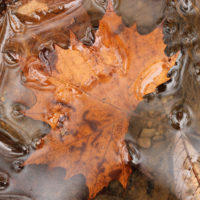 Orange colored autumn leaf in a cold spring