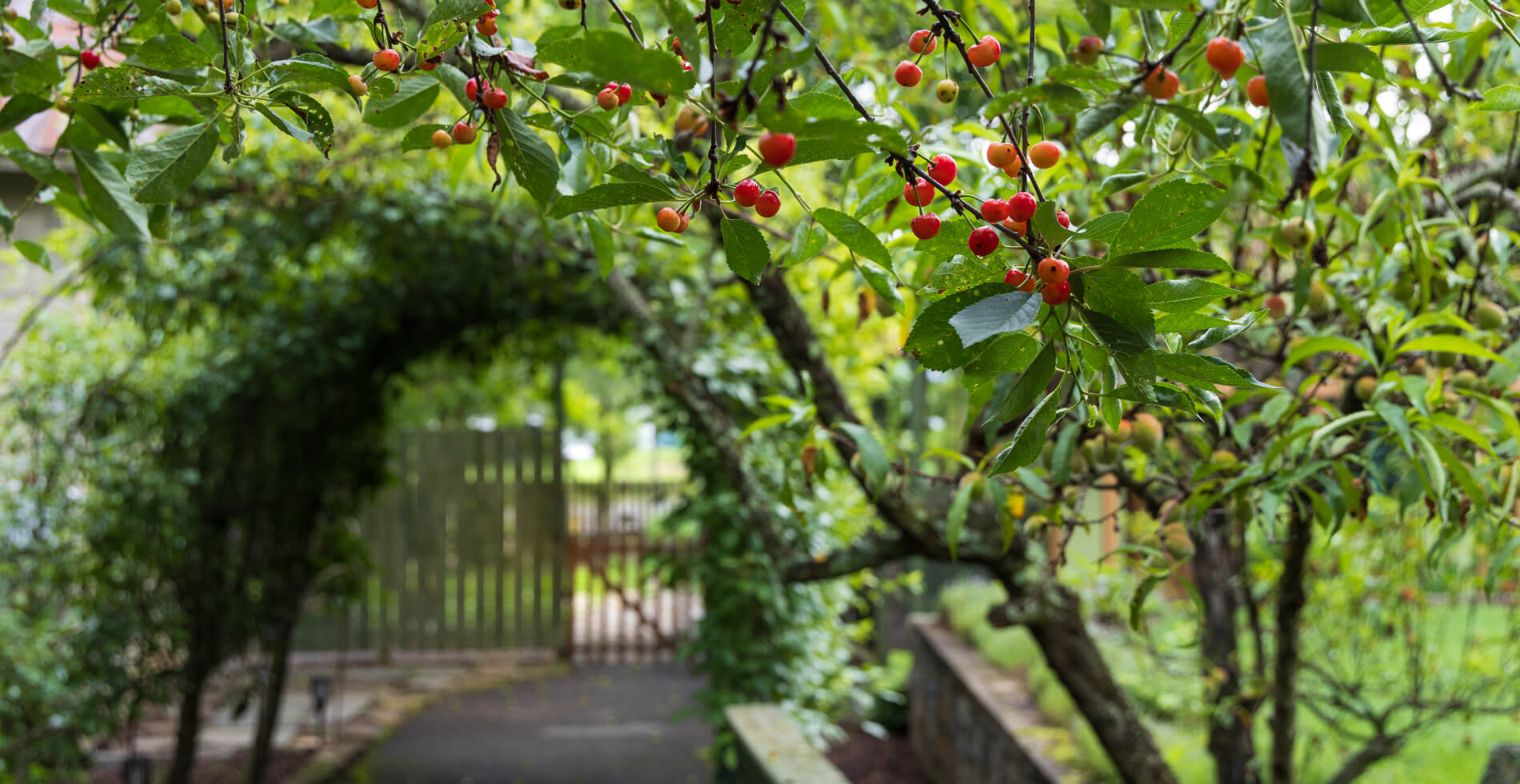 An outdoor pathway through an archway covered with green vines and leaves, and a bush with red berries.