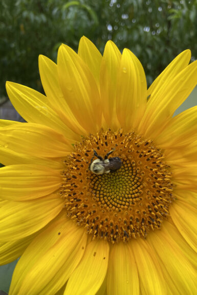 sunflower with Bee