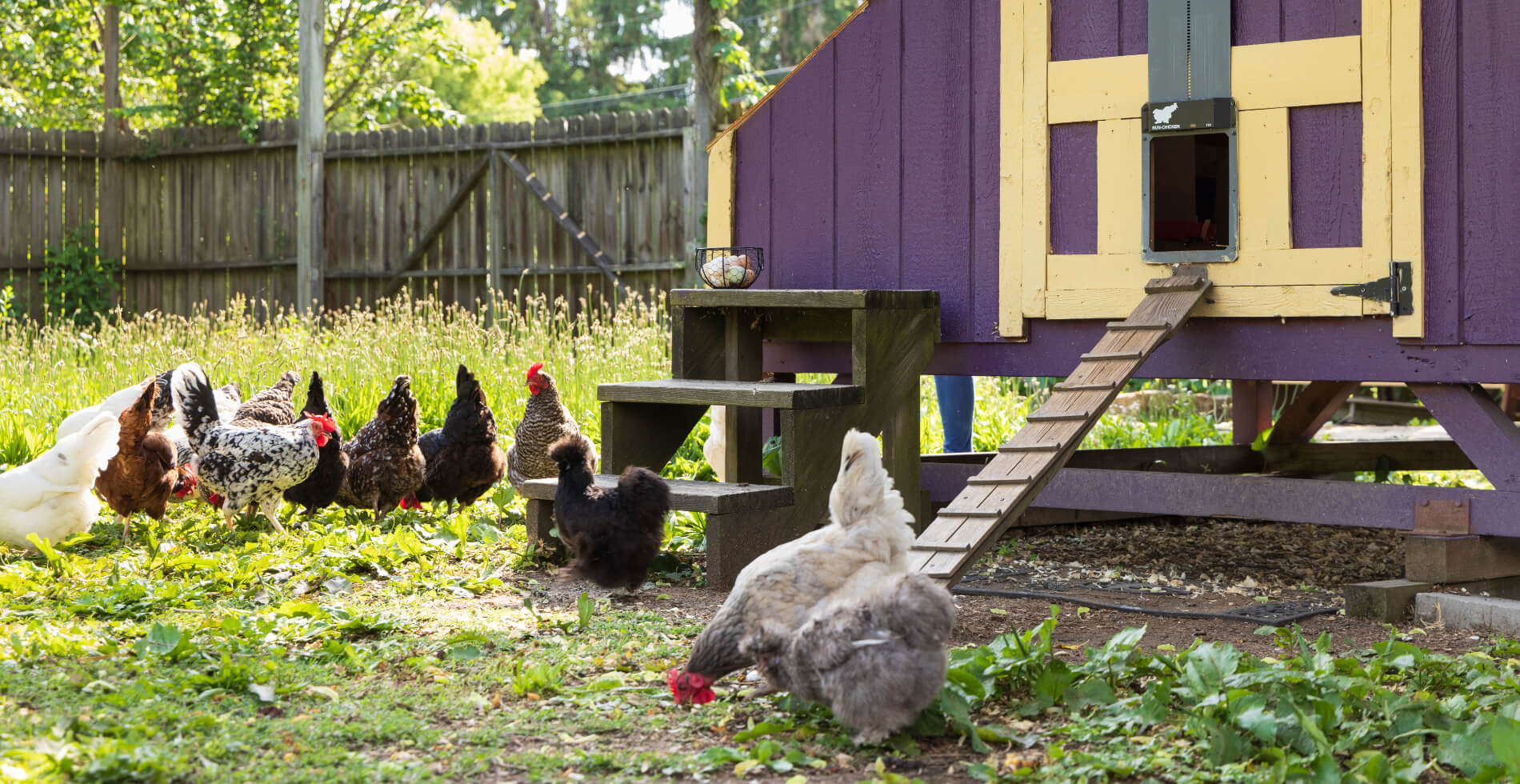 A bunch of chickens eating chicken feed in a yard with a purple and yellow chicken coop near them.
