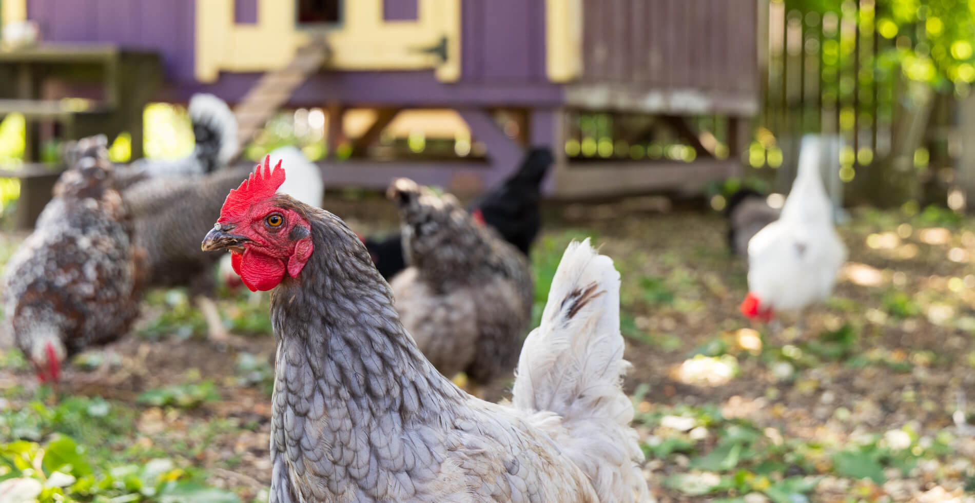 A rooster with a red bill and cock and several other chickens, along with a purple and yellow chicken coop.