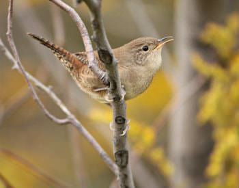 Close-up of a small beige bird outside holding onto the twig of tree, yellow leaves in the backdrop