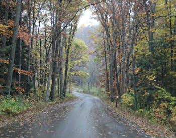 A damp road covered in fallen autumn-colored leaves surrounded by tall trees.