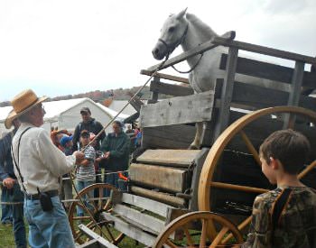 An event at Springs Folk Festival, a man holding a lead rope to a white horse in a gated wagon.