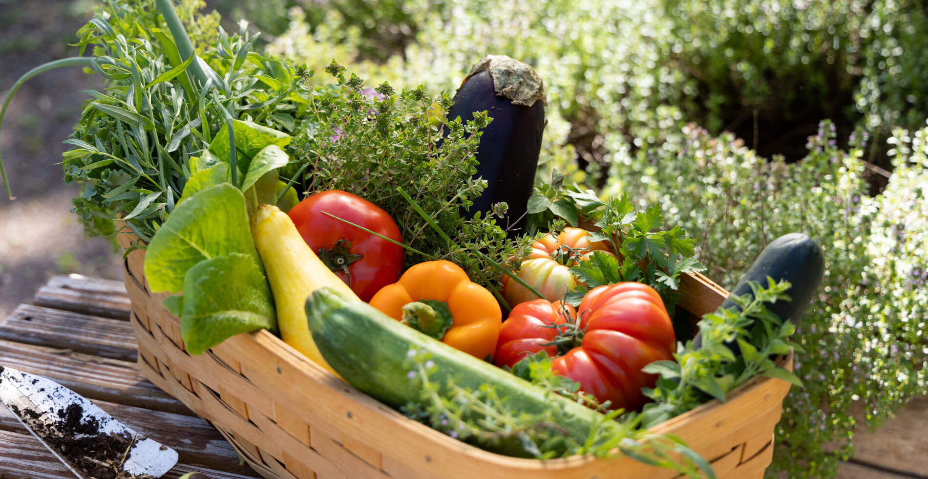 A wicker basket filled fresh vegetables and herbs just picked from the nearby garden.